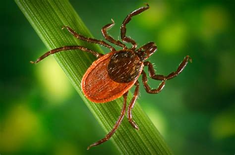 Tick diseases on the rise in Colorado, what to watch out for